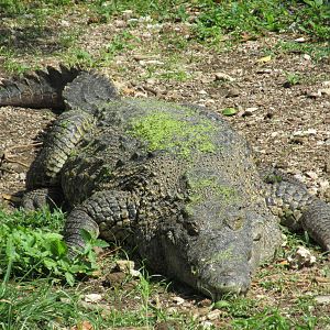 cuban crocodile havana zoo