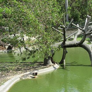 waterfowl area Havana zoo