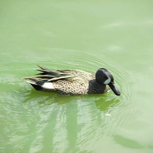 blue winged teal havana zoo
