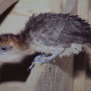 little Little chachalaca