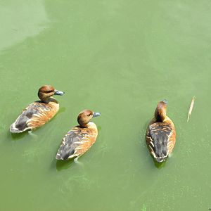 fulvous whistling ducks  havana zoo