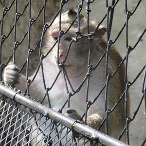 crab eating macaque havana zoo