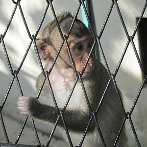 crab eating macaque juvenile havana zoo