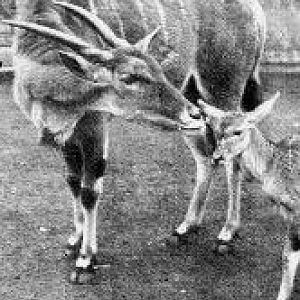 Zambesi eland with calf