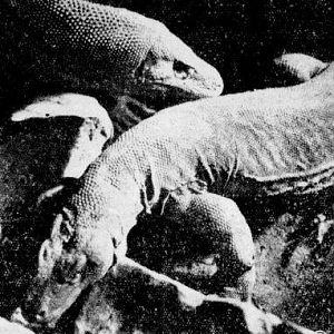 Komodo dragons