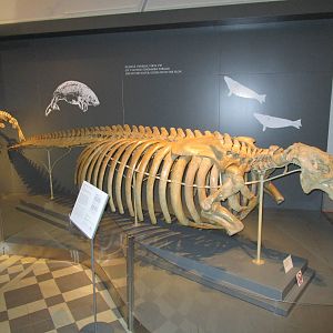 Stellers Sea Cow - Skeleton