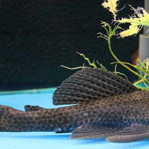 Sailfin pleco