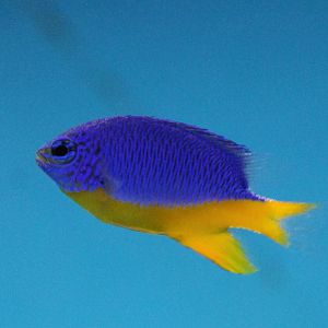 Azure damselfish