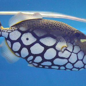 Clown triggerfish