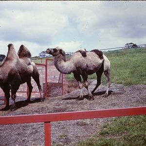 Bactrian Camels, July 1965