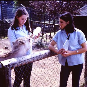 Bottle-feeding a Camel, July 1967