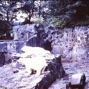 Polar Bears, July 1967