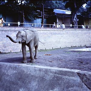 African Elephant, July 1967