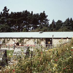 Falconry Mews, summer 1969