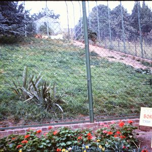 Lion exhibit, end of August or beginning of September 1966