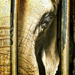 Oct. 2014 - Africa-Asia-South America - Ruth