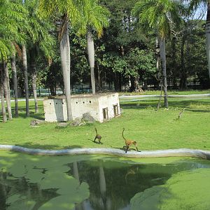 Spider Monkey Island Havana Zoo