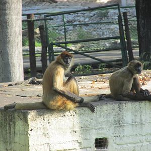 spider monkeys havana zoo