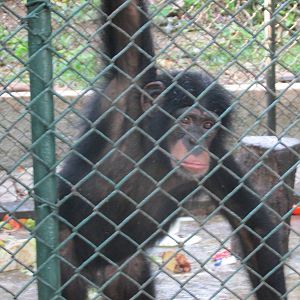 juvenile chimpanzee havana zoo