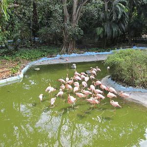 flamingos havana zoo