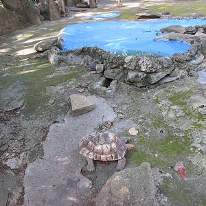 tortoise exhibit havana zoo