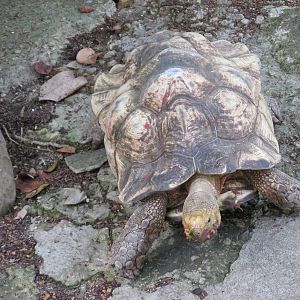 sulcata tortoise havana zoo