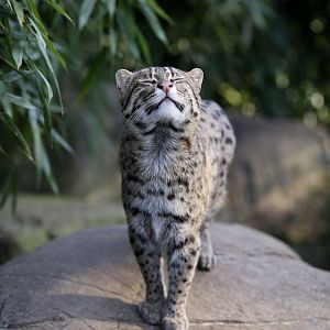 fishing cat