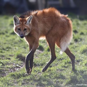 maned wolf