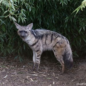 aardwolf