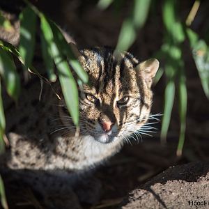 fishing cat