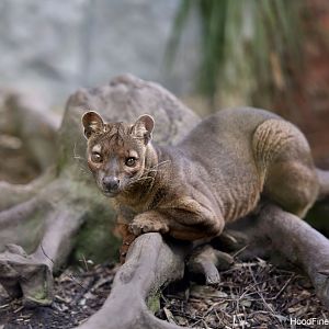 fossa