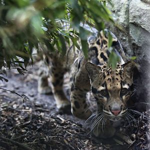 clouded leopard