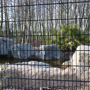 malayan tiger exhibit