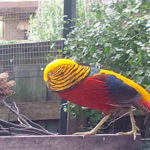 Golden Pheasant Cock