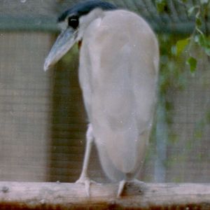 Boat-billed heron