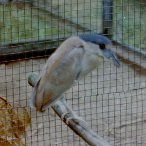 Boat-billed heron