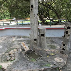 raccoon exhibit havana zoo