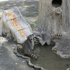raccoons havana zoo