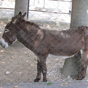 burro cubano havana zoo