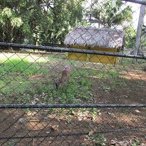 white tail deer exhibit havana zoo