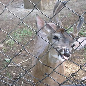 white tail deer havana zoo