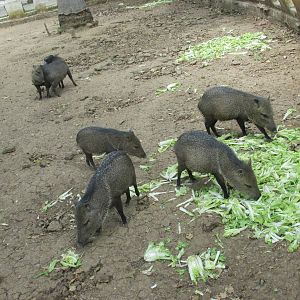 collared peccary zoologico nacional