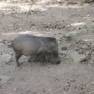 collared peccary zoologico nacional