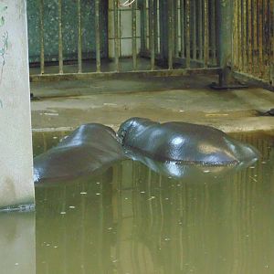 Pygmy Hippos 15/3/15