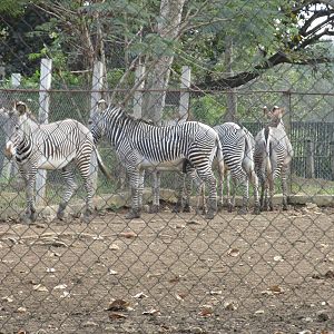 grevy`s zebra zoologico nacional