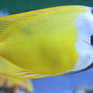 Fox-faced rabbitfish