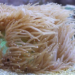 Ritteri sea anemone
