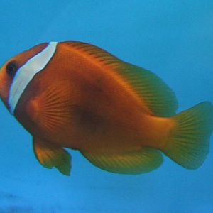 Tomato clownfish