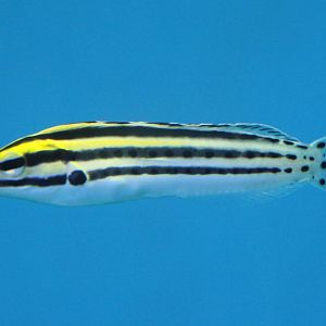 Striped blenny