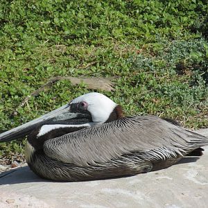 brown pelican acuario nacional